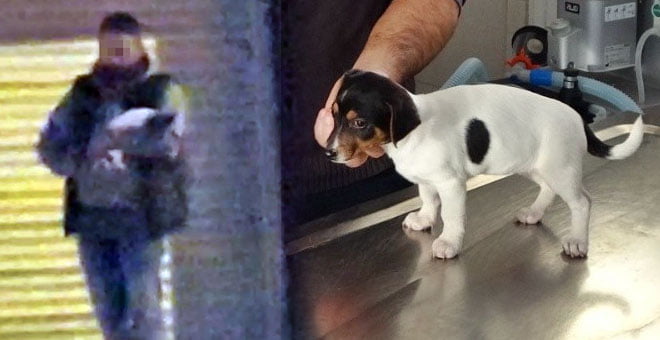 Kucağındaki yavru köpeği ısırıp,müdahale eden güvenlik görevlisini darp etti