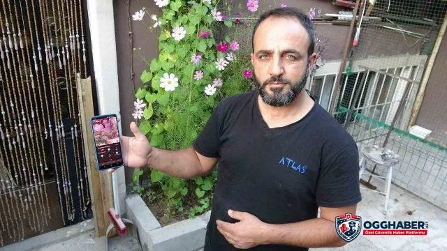 Şebap güvercinlerini kamera, çelik kapı ve Belçika kurdu koruyor